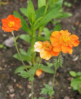 Geum 'Fire Opal' Pot 9 cm