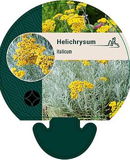 Helichrysum italicum Pot 9 cm