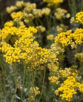 Helichrysum italicum Pot 9 cm