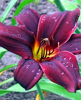 Hemerocallis 'American Revolution' Pot 9 cm