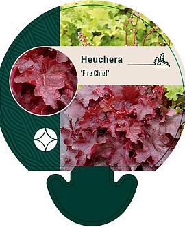 Heuchera 'Fire Chief' Pot 9 cm