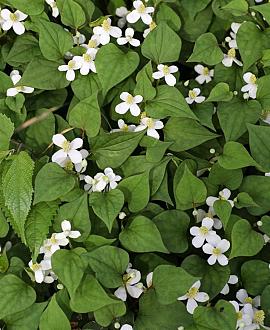 Houttuynia cordata Pot 9 cm