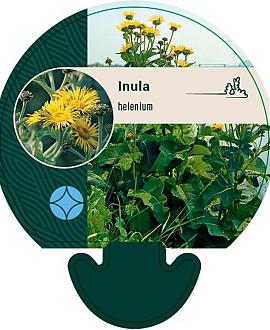 Inula helenium Pot 9 cm
