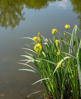 Iris pseudacorus Pot 9 cm