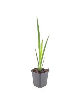 Iris pseudacorus Pot 9 cm