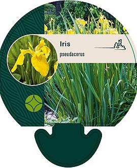 Iris pseudacorus Pot 9 cm