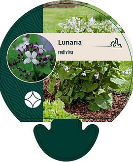 Lunaria rediviva Pot 9 cm