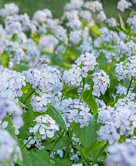 Lunaria rediviva Pot 9 cm