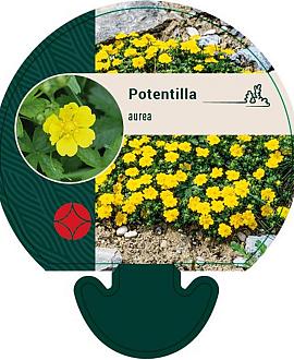 Potentilla aurea Pot 9 cm