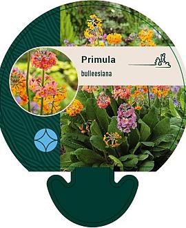 Primula bulleesiana Pot 9 cm