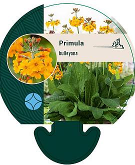 Primula bulleyana Pot 9 cm