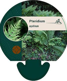 Pteridium aquilinum Pot 9 cm