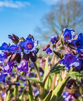 Pulmonaria ang. 'Blaues Meer' Pot 9 cm