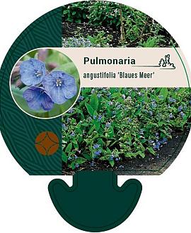 Pulmonaria ang. 'Blaues Meer' Pot 9 cm