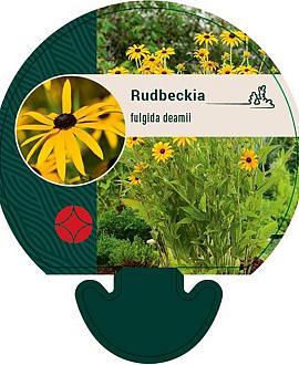 Rudbeckia fulgida deamii Pot 9 cm