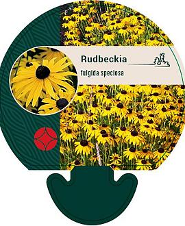 Rudbeckia fulgida speciosa Pot 9 cm