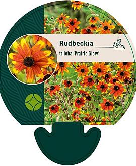 Rudbeckia triloba 'Prairie Glow' Pot 9 cm
