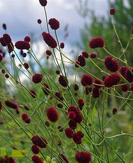 Sanguisorba officinalis Pot 9 cm