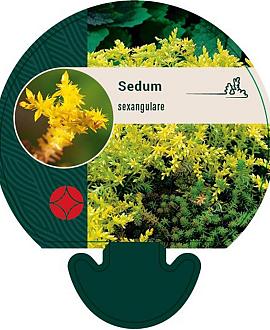 Sedum sexangulare Pot 9 cm
