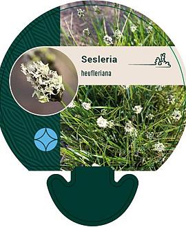 Sesleria heufleriana Pot 9 cm