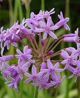Tulbaghia violacea Pot 9 cm