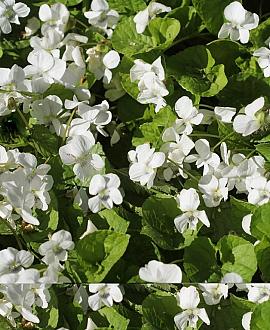 Viola odorata 'Alba' Pot 9 cm