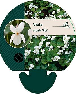 Viola odorata 'Alba' Pot 9 cm