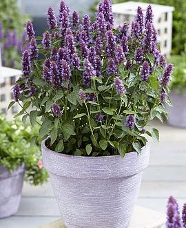 Agastache 'Beelicious Purple' Pot 9 cm