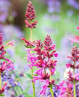 Agastache 'Rosie Posie' Pot 9 cm