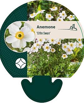 Anemone 'Elfin Swan' Pot 9 cm