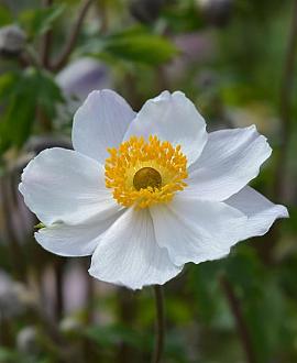 Anemone 'Elfin Swan' Pot 9 cm