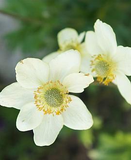 Anemone m. 'Annabella White' Pot 9 cm