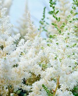 Astilbe (A) 'Astary White' Pot 9 cm