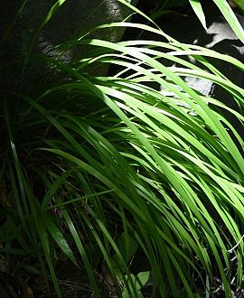 Carex 'Ribbon Falls' Pot 9 cm