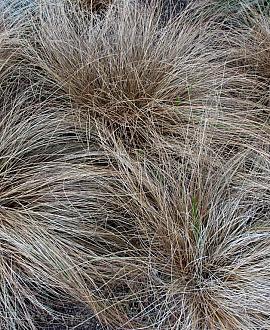 Carex flagellifera 'Kiwi' Pot 9 cm