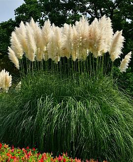 Cortaderia s. 'White Plume' Pot 9 cm