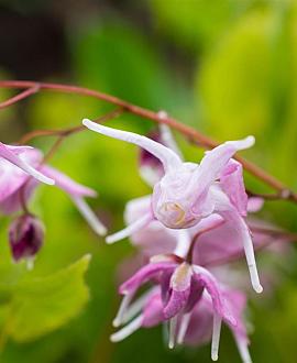 Epimedium gr. 'Akebono' Pot 9 cm