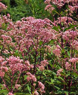 Eupatorium 'Baby Joe' Pot 9 cm