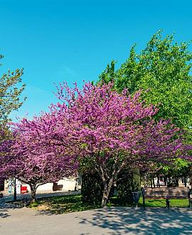 Cercis siliquastrum Hoogstam (Stamomtrek 10-12 cm)