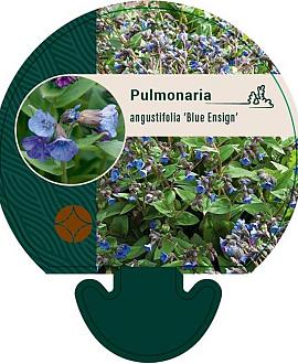 Pulmonaria ang. 'Blue Ensign' Pot 9 cm