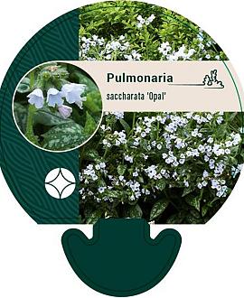 Pulmonaria sa. 'Opal' Pot 9 cm