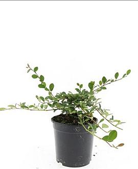 Cotoneaster dammeri Pot 1,5 liter
