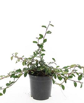 Cotoneaster dammeri Pot 1,5 liter