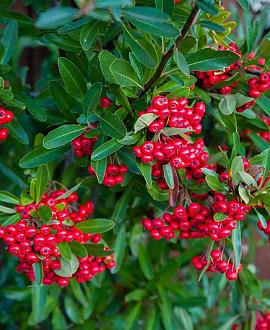 Cotoneaster dammeri Pot 1,5 liter