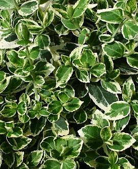 Euonymus fort. 'Emerald Gaiety' Pot 2 Liter