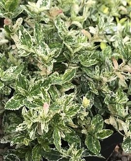 Euonymus fort. 'Harlequin' Pot 2 Liter