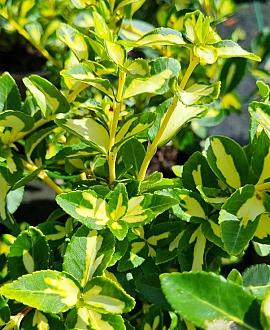 Euonymus fort. Blondy Pot 2 Liter