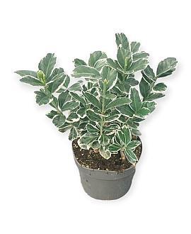 Euonymus jap. 'Kathy' Pot 2 Liter