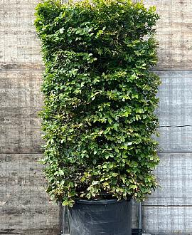 Fagus sylvatica Pot 350 Liter 250 - 300 cm kubus