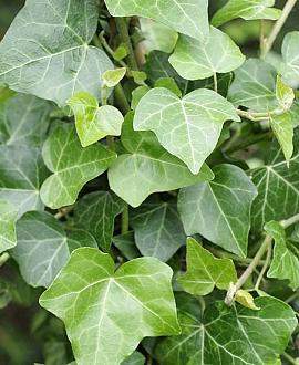 Hedera hel. 'Plattensee' Pot 2 Liter